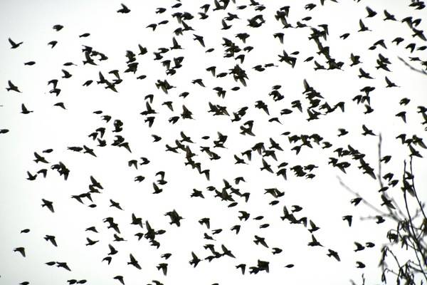 John/Linda Mendoza / Macaulay Library at the Cornell Lab of Ornithology (ML612169351)